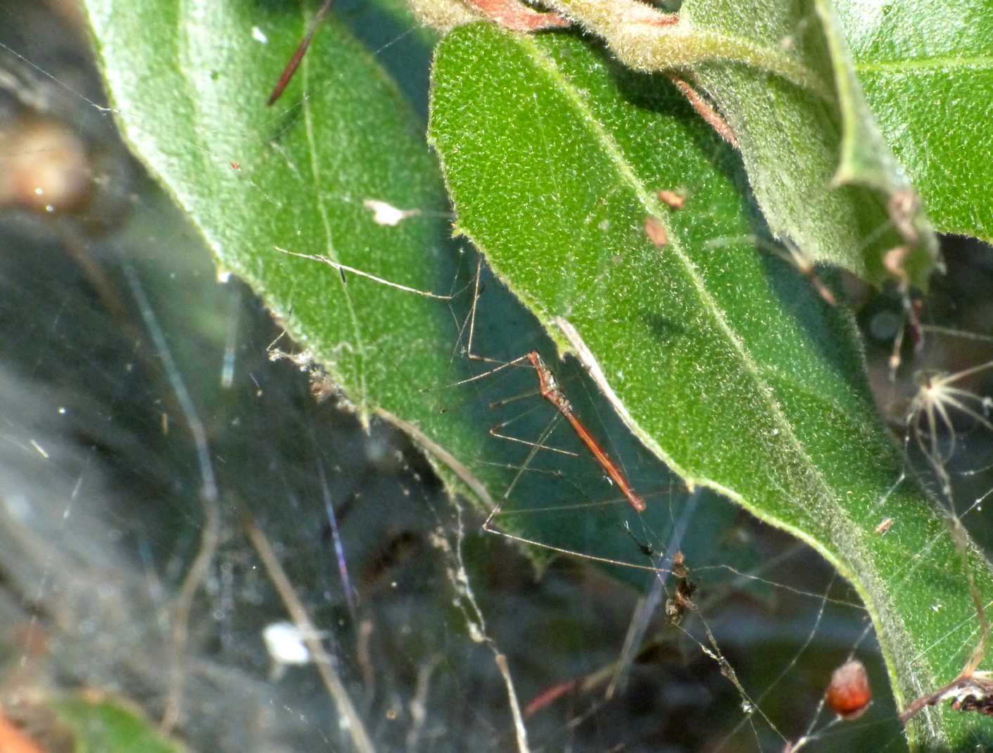 Apoplymus pectoralis su tela di Agelena labyrinthica